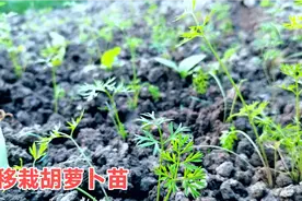 移栽胡萝卜苗，栽后萝卜秧旺结的大高产，红萝卜口感好吃更甜入味视频封面