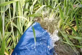 河南新乡农村小麦出穗了！豫北哥们儿给小麦灌溉浇水！视频封面