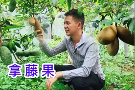又到摘拿藤果季节，一串一串太诱人，可惜来的不是时候视频封面