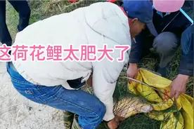 南宁邕江，大哥狂拉钓到荷花鲤十几斤重，一帮人围观看咋回事视频封面