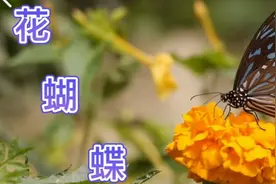 赵真经典老歌《花蝴蝶》视频封面