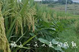 小时候，总是会沿着稻田赤脚走在泥泞的田间小道上视频封面