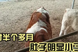 牛喂成了大肚子到底好不好，怎样才能减下去视频封面