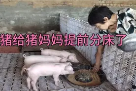 小猪掐奶分圈之前要提前开始吃开口料，提前顺食可以预防应激反应视频封面