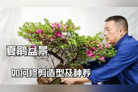 夏鹃盆景修剪造型要领及种养中的几个关键因素视频封面