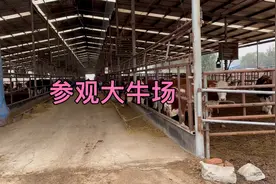 参观大牛厂，有很多地方值得我们学习，养牛就的不断学习进步视频封面