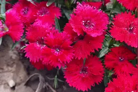 石竹花期长，皮实好养，这些养护方法掌握了，花开不断！视频封面