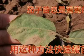 移栽后的茄子苗缓苗慢，蔫蔫的，用对方法能够快速缓苗，成活率高视频封面