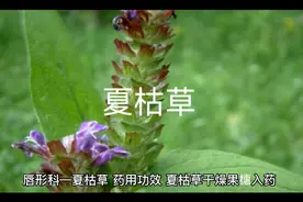 唇形科—夏枯草。用于目赤肿痛，目珠夜痛，头痛眩晕，瘰疬。视频封面