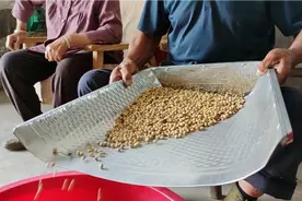 夏至点黄豆，当天扛榔头，黄豆什么时候种？民彦说的很清楚了视频封面