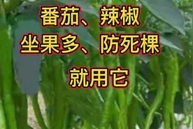 西红柿、辣椒坐不住果、死棵、早衰咋办？就用它，坐果多多视频封面