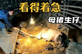 实拍养殖母猪首次生仔全过程，第一次见，看得着急！视频封面
