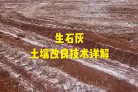 一种简单易行用生石灰进行土壤改良的方法！视频封面