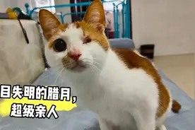 给双目失明的橘猫准备各种生活用品，腊月很感激，一直要小妮摸摸视频封面