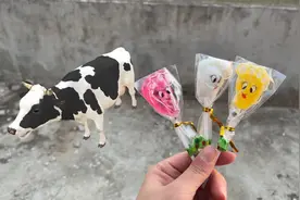 是谁在叫呀，原来是这只小奶牛呀，我请你吃脚丫子糖吧视频封面