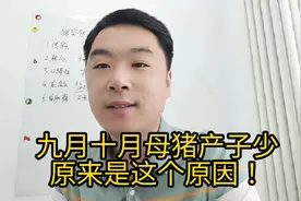 九月十月母猪产子少原来是这个原因！😎😎视频封面