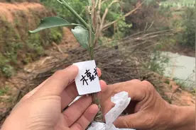 种植一棵木索脐橙血橙，2年后再辨别真假视频封面