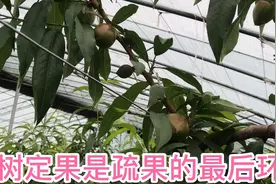 桃树的留果数量，各种枝条留果不一样，要遵循这样的原则视频封面