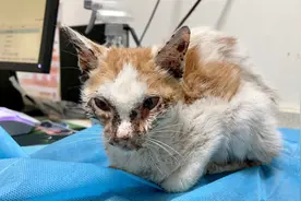 失踪的流浪猫突然出现，被老鼠胶黏的面目全非，竭尽力气向人求救视频封面