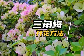 三角梅培养到开花的过程揭秘，告诉你开爆花的条件，养花你也行。视频封面