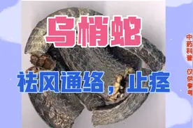 乌梢蛇，祛风通络止痉，用于风湿顽痹，肢体麻木拘挛中风口眼歪斜视频封面