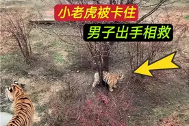小老虎被卡在树杈上，两只老虎置之不理，男子出手相救#动物世界视频封面