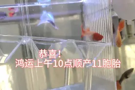 我家大红上午十点在家顺利诞下11胞胎，母子平安，视频记录全过程视频封面