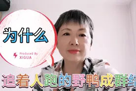 北京阿姨发现公园一奇怪现象，一群鸭为什么一直追着游人不离开？视频封面
