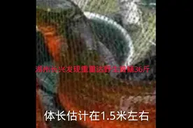 湖州长兴发现巨大鳝鱼  体长1.5米左右。视频封面