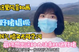 甘肃大山里野猪猖獗，农人刚种的土豆被叼走，无奈用此法治理视频封面