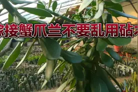 用这3种砧木嫁接蟹爪兰足够了，没必要用其他的仙人掌科植物嫁接视频封面