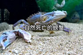 自然死亡的螃蟹视频封面