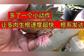 只因一个小动作，让多肉生根更快！根系更发达！视频封面