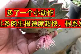 只因一个小动作，让多肉生根更快！根系更发达！视频封面