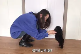 出生45天的小泰迪竟然能听懂指令，不到5秒学会了站立，成精了视频封面