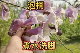 泡桐花、叶、果和树皮原来都有药用价值，泡桐花还能做美食视频封面