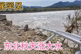 东北被雨乱了季节，秋天突发大洪水，玉米地被淹，车被冲走视频封面