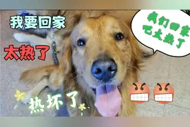 天气太热了，狗狗玩了没一会就主动拉主人回家，这小模样可爱极了视频封面