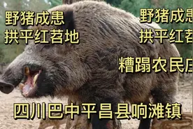 四川巴中平昌县响滩镇山区，野猪来糟蹋了农民的庄稼，该怎么办？视频封面