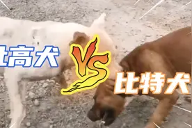 猛犬：杜高犬决斗比特犬，两只经验丰富猛犬决斗！视频封面