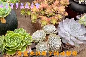 原来方盆那么好用，感觉种啥都好看，小群生拼盘大单头太百搭了视频封面