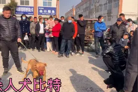 “杀人犬”比特对阵黑狼，观众：让它们咬等一下拿棍棒敲开视频封面