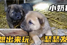没满月的小奶狗想出窝玩，被主人抱出来后，没想最后路都不会走了视频封面