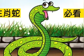 生肖蛇必看 令人闻风丧胆的蛇为什么会入选十二生肖视频封面
