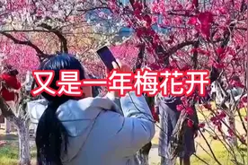 合肥匡河梅花争相开放，又是一年迎春时，合肥匡河梅花网红打卡地视频封面