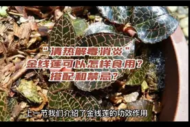“清热解毒消炎”金线莲可以怎样食用？搭配和禁忌？视频封面