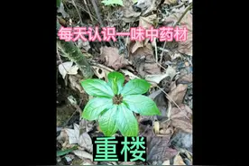 每天认识一味中药材：重楼视频封面