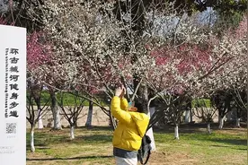 苏州新市桥下环古城河健身步道梅花盛开，引无数市民前来打卡。视频封面