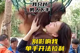 红猩猩抱客人大腿！猩猩：让您感受一下不一样的刺激！视频封面