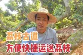 四川没有荔枝？杨贵妃在蜀地长大 全国纬度最高的荔枝产地了解下视频封面